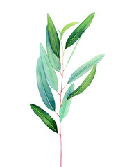 Png Watercolor Eucalyptus clipart with green leaves and branches. Watercolor elements for eucalyptus wedding clipart, floral clipart, Spring watercolor clipart, Easter clipart, Eucalyptus PNG,