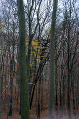 młode drzewo liściaste z żółtymi liściami pośrodku lasu