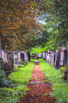 Jewish cemetery with path between graves in Radauti, Romania during autumn