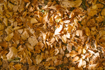 Dry autumn leaves on ground in park
