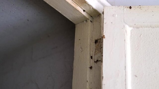 Cockroaches crawl in an old closet in a dirty room. Many cockroaches crawl on a white wooden shelf.