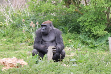 Gorilla