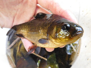 crucian carp is a medium-sized member of the common carp family Cyprinidae. It occurs widely in northern European regions Carassius carassius