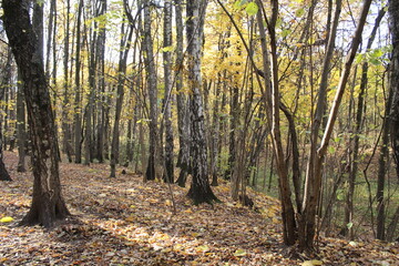 autumn in the woods