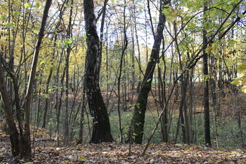 forest in the morning