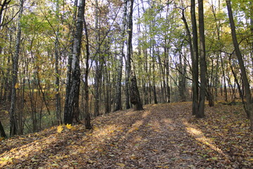 Obraz premium autumn in the forest