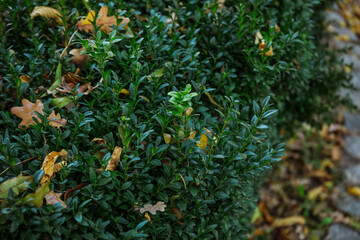 Green bushes with fallen leaves in autumn park, closeup