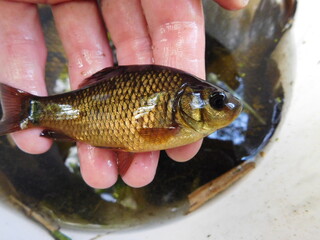 crucian carp is a medium-sized member of the common carp family Cyprinidae. It occurs widely in northern European regions Carassius carassius