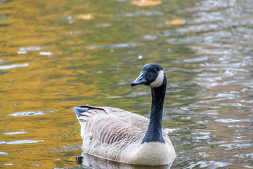 Canadian Goose (Branta canadensis) floats on water in the fall.