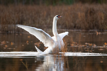 swan on a lake