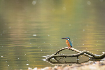 Kingfisher sitting on a branch