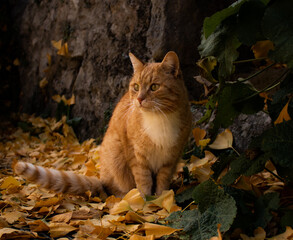 cat in autumn