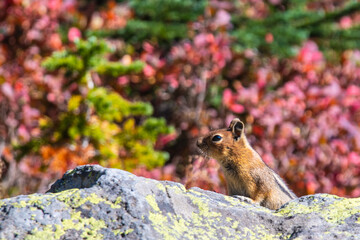 Summer Hike through Mount Rainier National Park, Washington State, USA