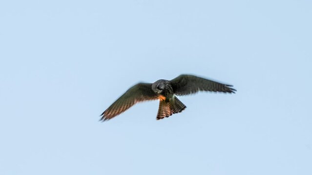 detailed front view close up of a kestrel (Falco tinnunculus) bird of prey hovering in clear blue sky, Wilts UK