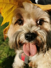 Portrait of a dog, Autumn Dog, Tibet Terrier