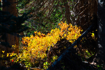 Fototapeta premium Summer Hike through Mount Rainier National Park, Washington State, USA