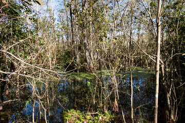 Big Cypress National Preserve