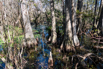 Big Cypress National Preserve