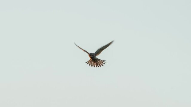 detailed close up of a kestrel (Falco tinnunculus) bird of prey hovering, scanning for prey below, Wilts UK