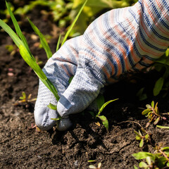 The gardener prepares soil for planting new seedlings.