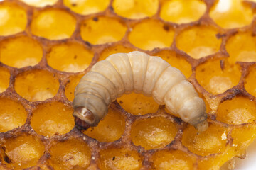 Galleria mellonella; wax moth - bee parasite