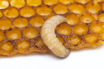 Galleria mellonella; wax moth - bee parasite