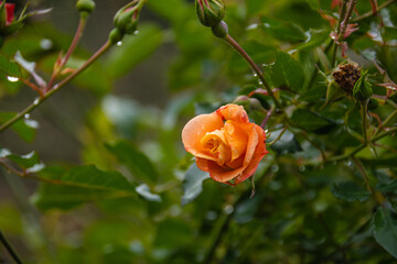 Rose on dewey bush on hike through Arboretum