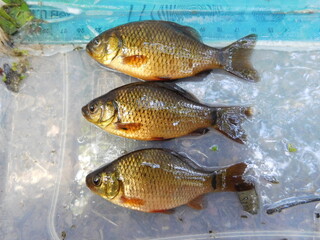 crucian carp is a medium-sized member of the common carp family Cyprinidae. It occurs widely in northern European regions Carassius carassius