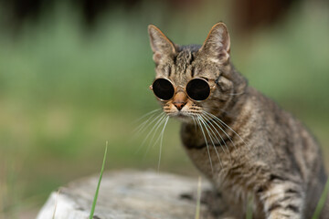 A cat with round glasses sits on a stump on a summer day against the background of nature, soft focus, open space