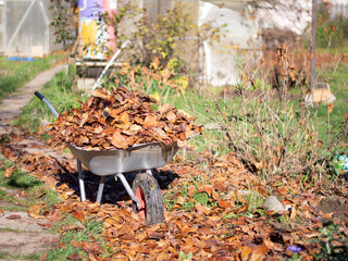 the concept of cleaning the suburban area, a wheelbarrow with fallen leaves