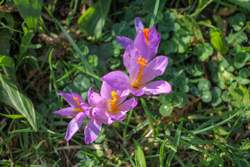 wild flowers seen while walking