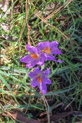 wild flowers found in the way while walking