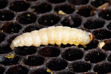 Galleria mellonella; wax moth - bee parasite