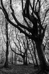 Tall , haunting trees shapes in a forest