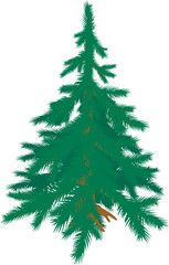 Blue spruce icon isometric vector. Freestanding evergreen coniferous tree icon. Plant, nature, flora, environment