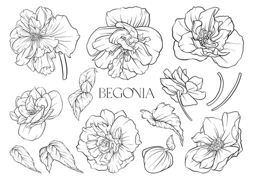 Begonia. Set of flowers and leaves. Isolated vector illustration.