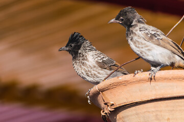 Pair of birds observing tourists at the temple