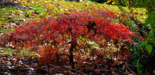 Japanese maples on fall hike in Washington Park Arboretum