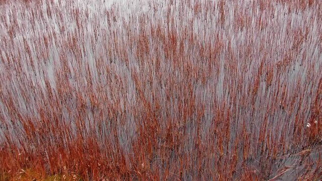 A bird path in Ilmakkiaapa nature protection area in Finland