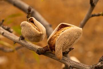 A closeup shot of almonds growing on a branch from a tree that is being farmed industrially on the side of a mountain in Spain Andalusia which is very hot and difficult for other crops to grow