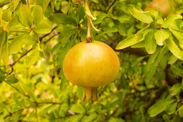 A single pomegranate grows from a tree on the side of a mountain in Spain Andalusia which is very hot and difficult for other crops to grow