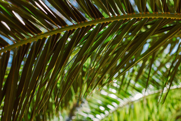 Blurred palm leaves in a sunlight. Summer background.