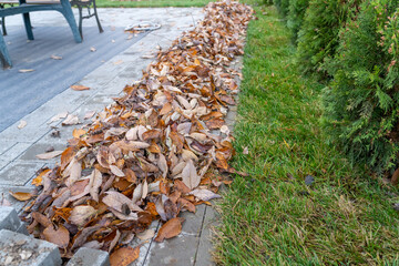 Dry autumn leaves are gathered in row in pile in front of row of yellow thuja at patio outdoors