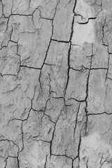 Grey rustic texture background with craquelure.