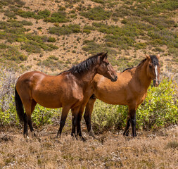 Obraz premium Wild Horses Mesa Verde Colorado