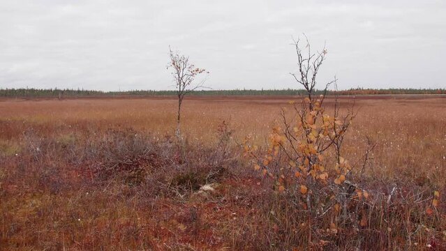 A bird path in Ilmakkiaapa nature protection area in Finland