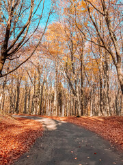 Autumn forest scenery with road of fall leaves gold foliage. Footpath in scene autumn forest nature. Vivid october day in colorful forest, maple autumn trees road fall way. 