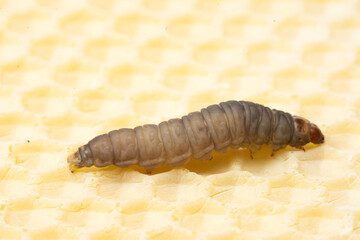 Galleria mellonella; wax moth - bee parasite