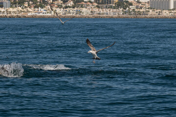 Fototapeta na wymiar A scene of mass feeding out on the water as gulls try to compete with common dolphins for some fish that the two predators feed on. This is nature in the wild on the southern coast of spain