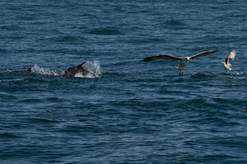 Fototapeta premium A scene of mass feeding out on the water as gulls try to compete with common dolphins for some fish that the two predators feed on. This is nature in the wild on the southern coast of spain
